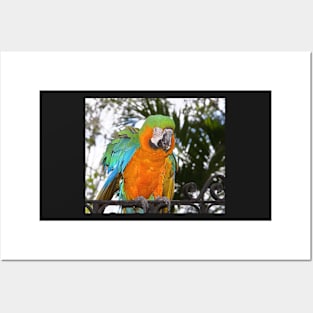 Harlequin Macaw Posters and Art